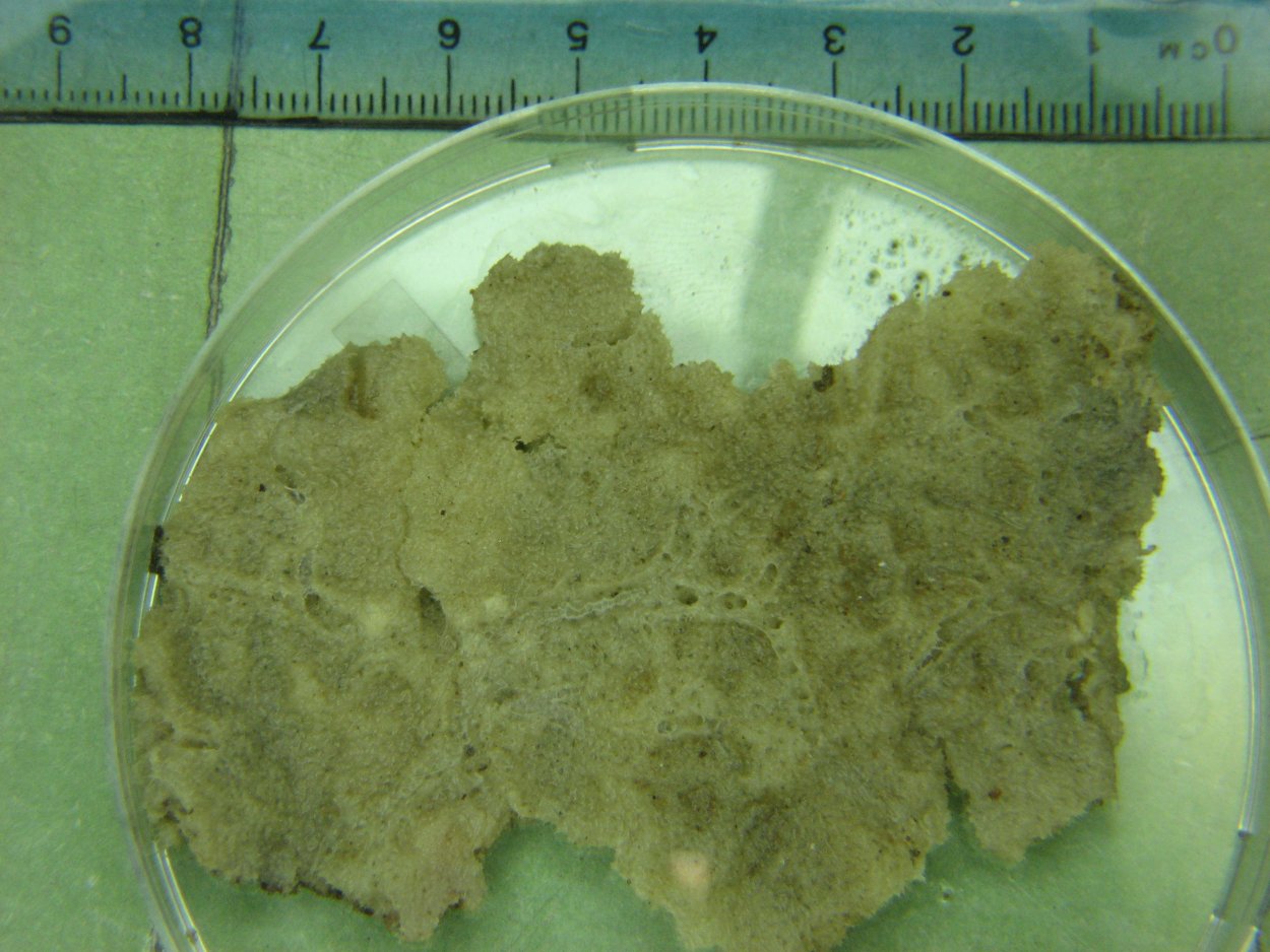 Ephydatia fluviatilis