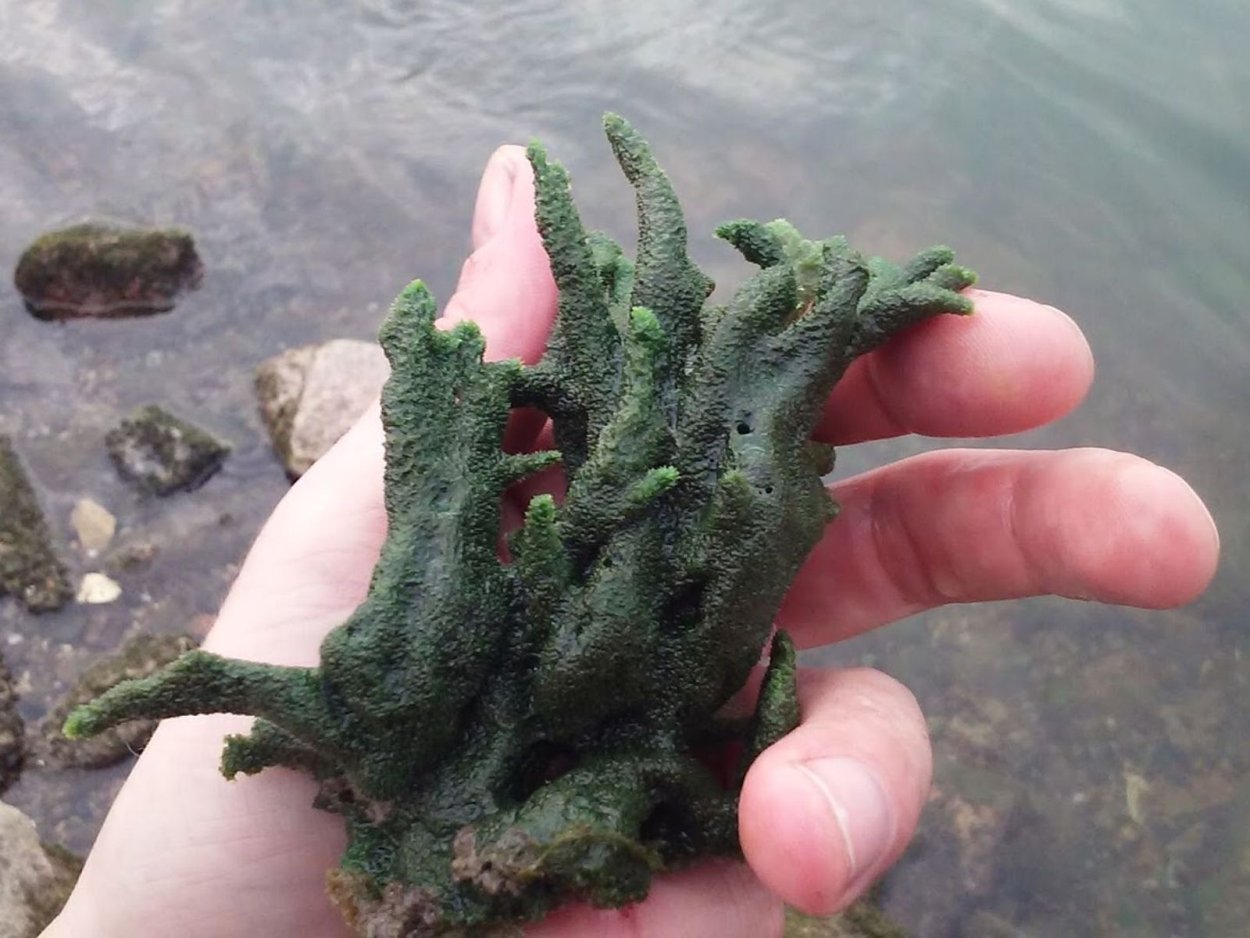 Губка бадяга