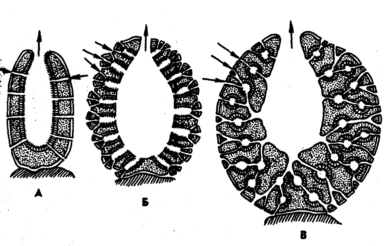 АСКОН Сикон Лейкон