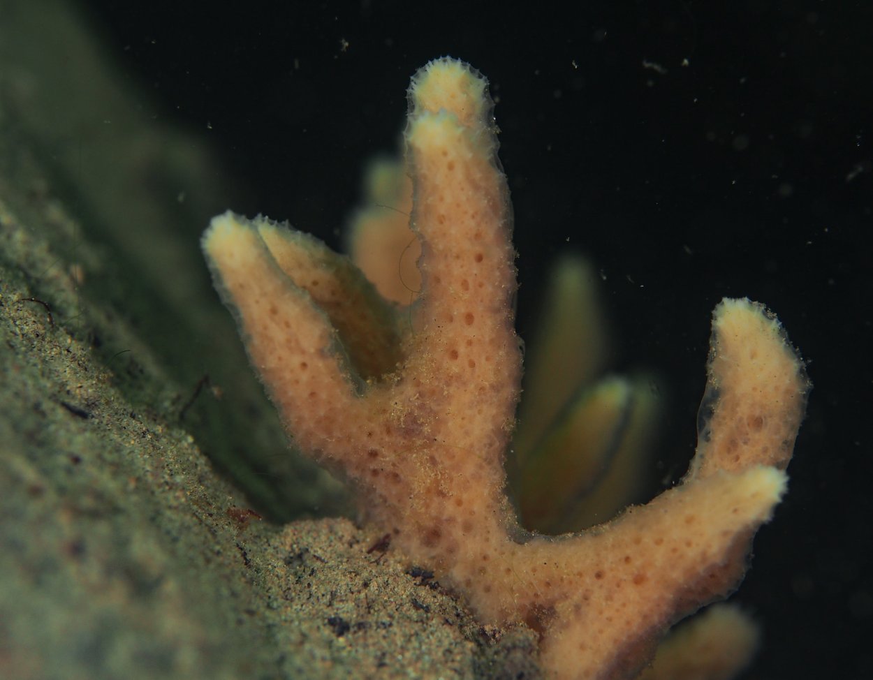 Губка бадяга под микроскопом