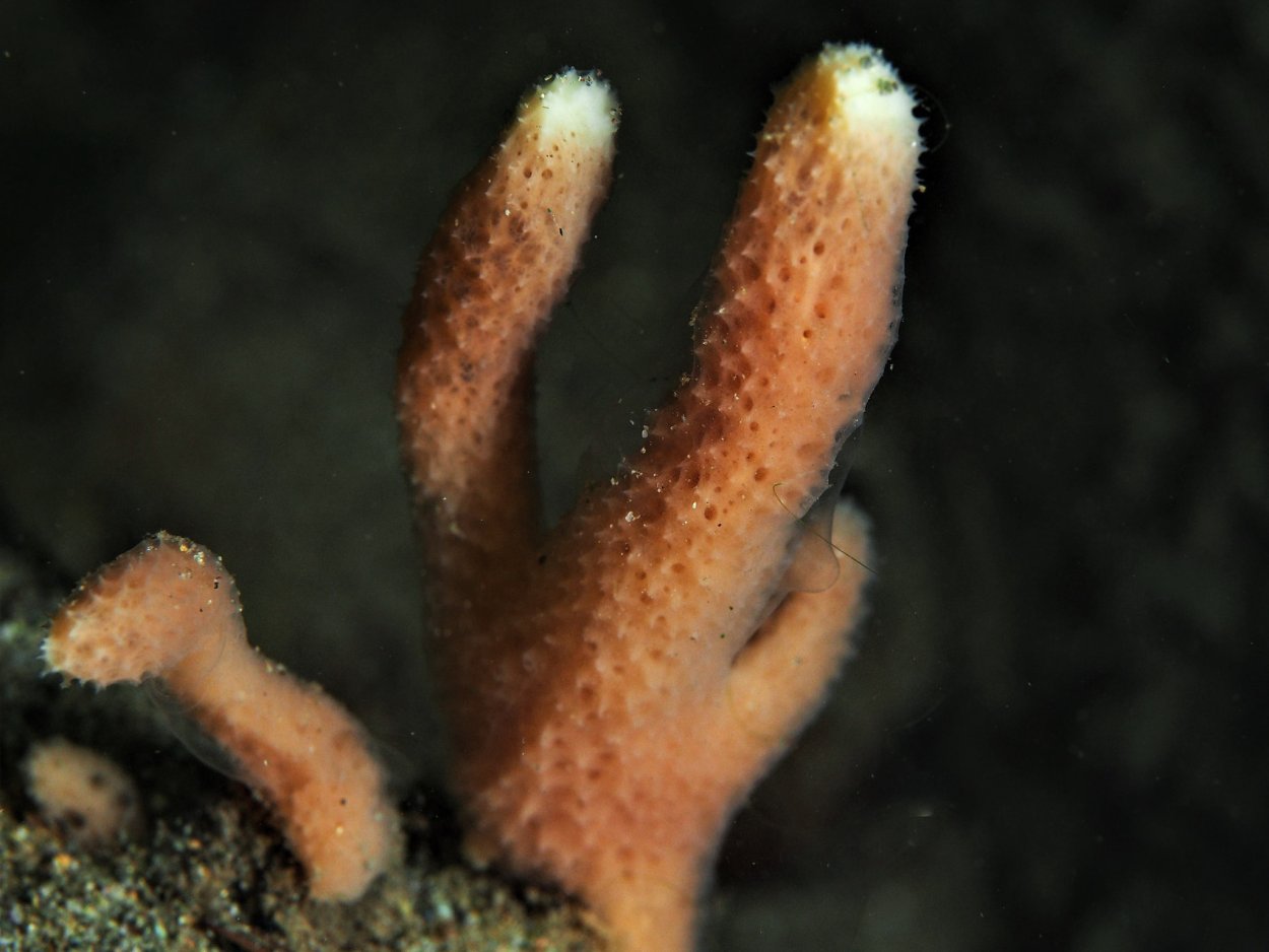 Пресноводная губка бадяга