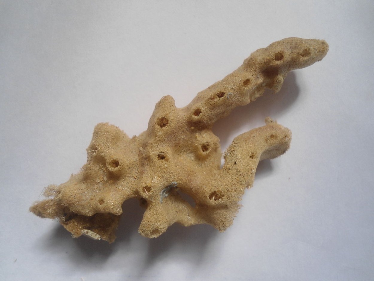 Губка бадяга