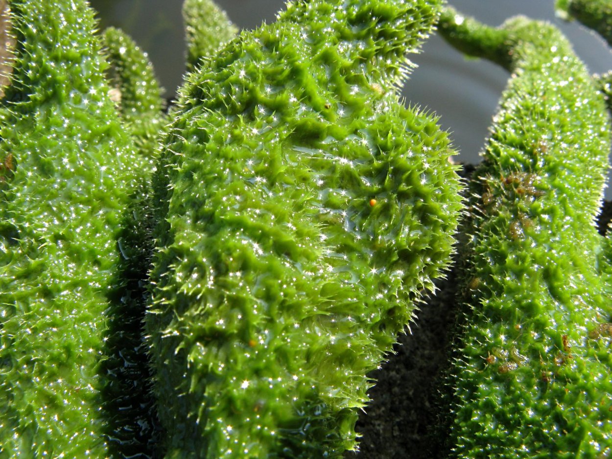 Бадяга (Spongilla lacustris)