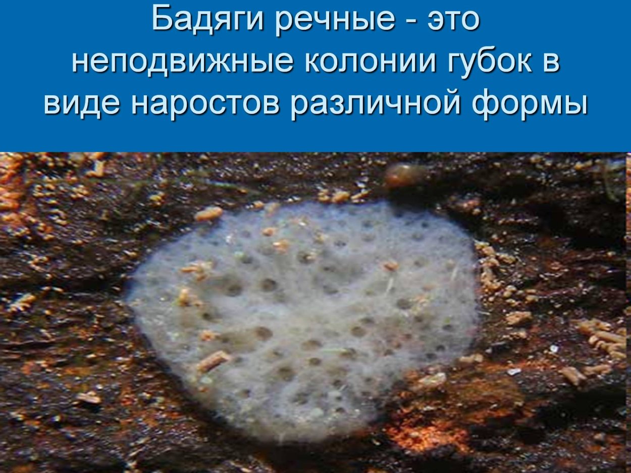 Вид пресноводных губок