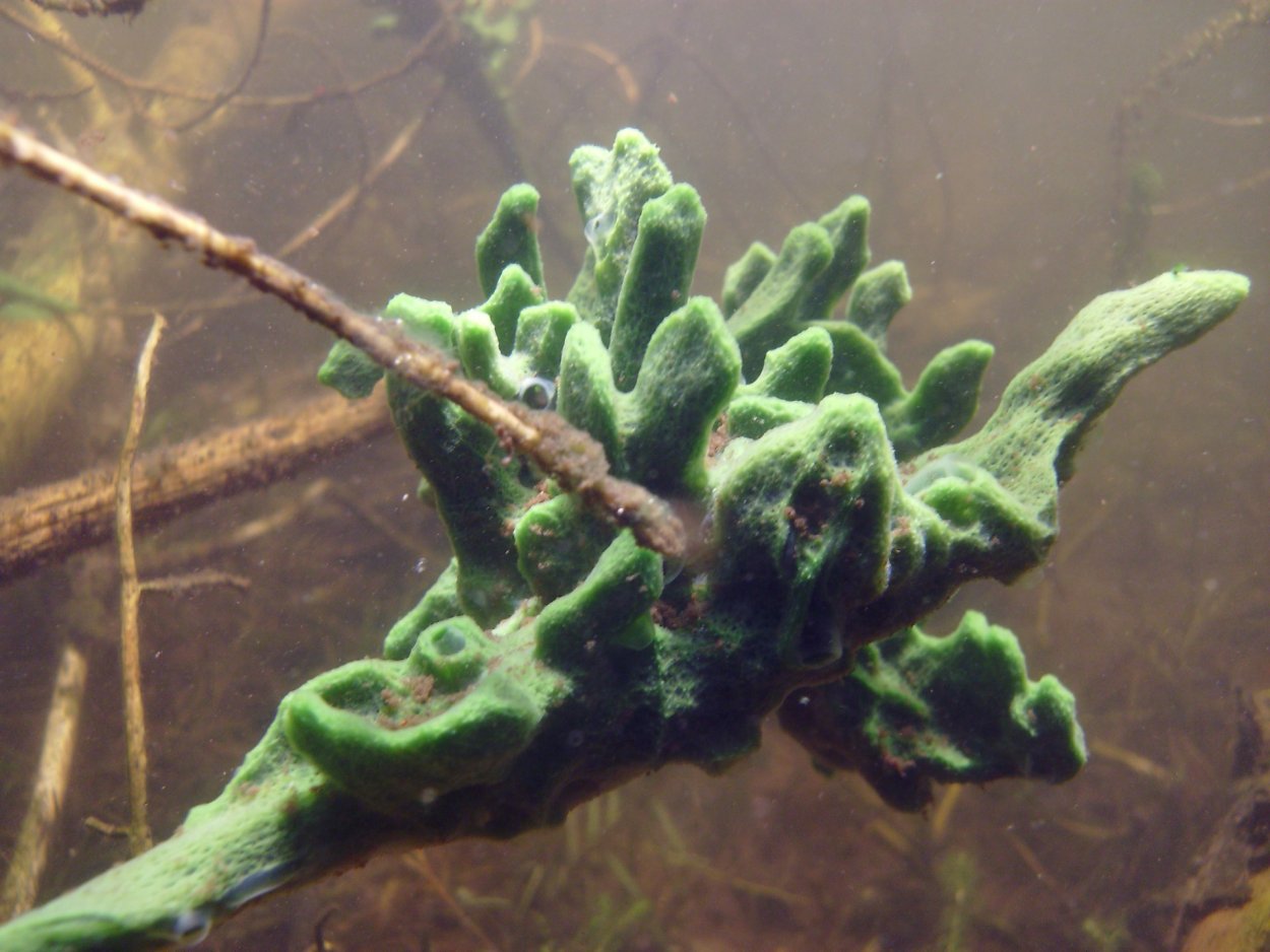 Озерная бадяга Spongilla lacustris