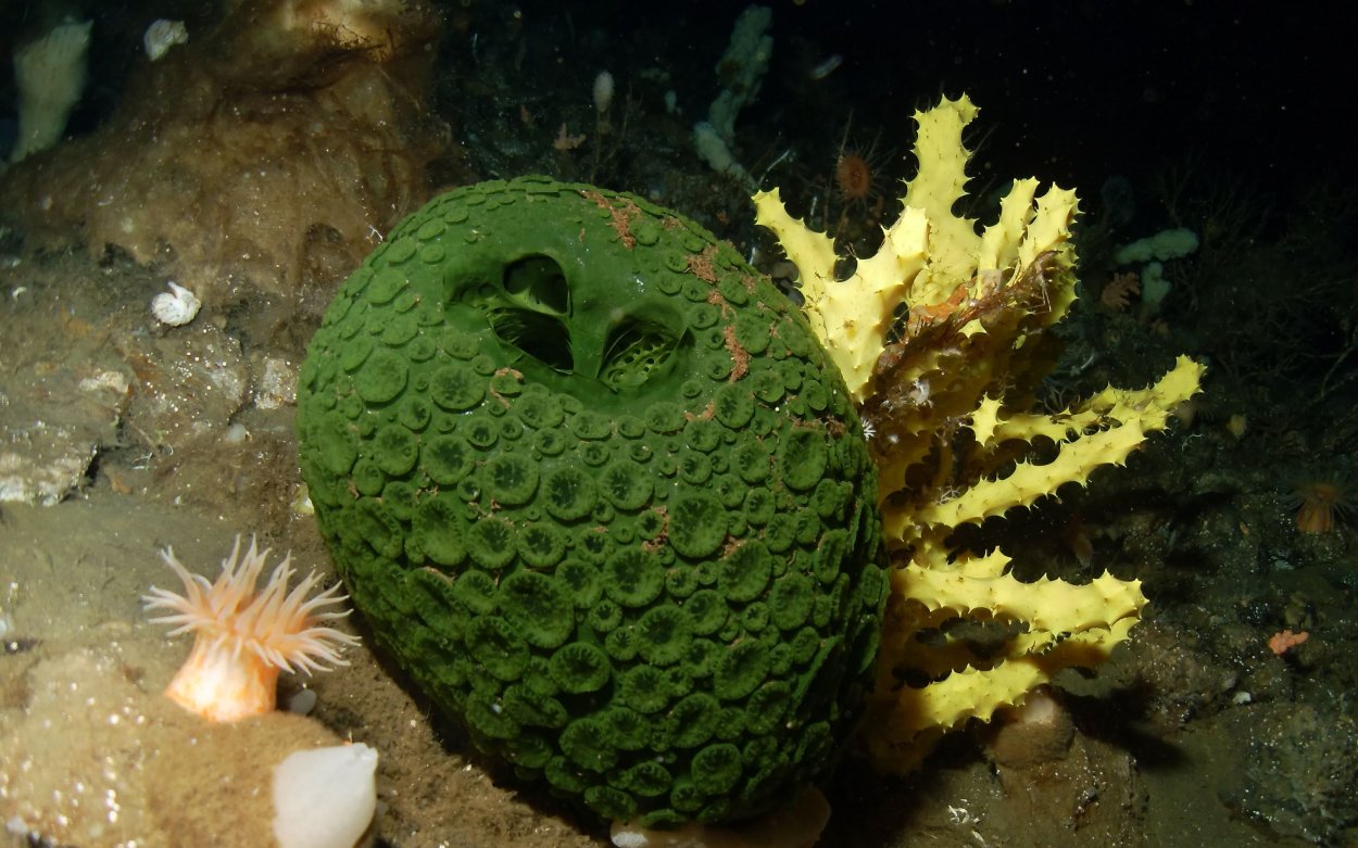 Морские губки плоские