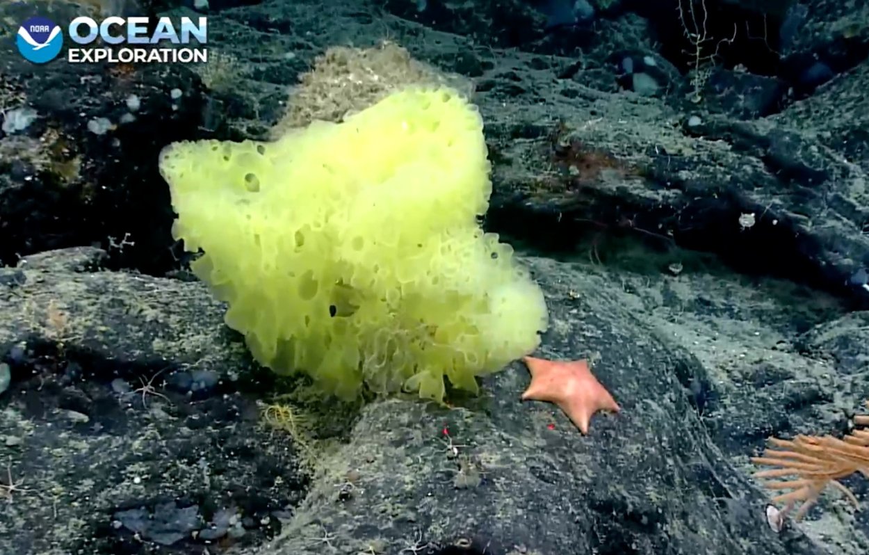 Морская губка Спанч Боб