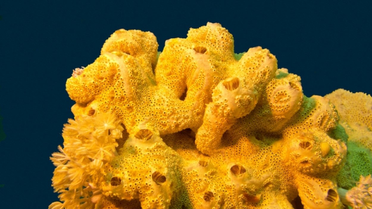 Подводные губки