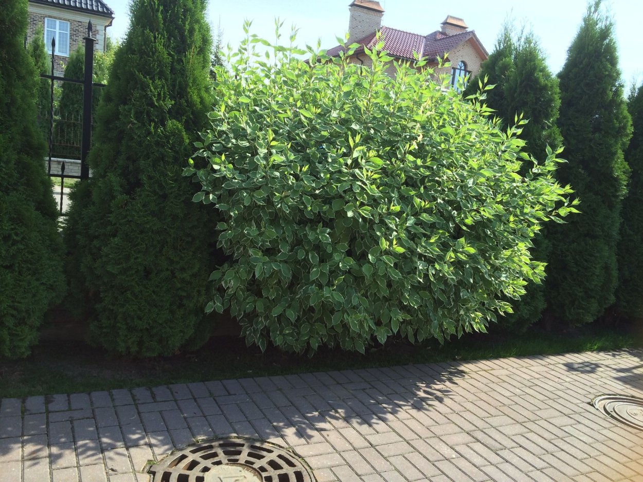 Дерен и туя в живой изгороди