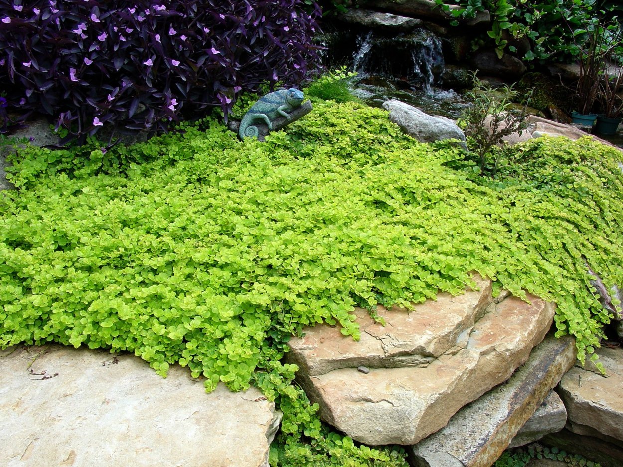 Вербейник монетчатый (Lysimachia nummularia "Aurea")