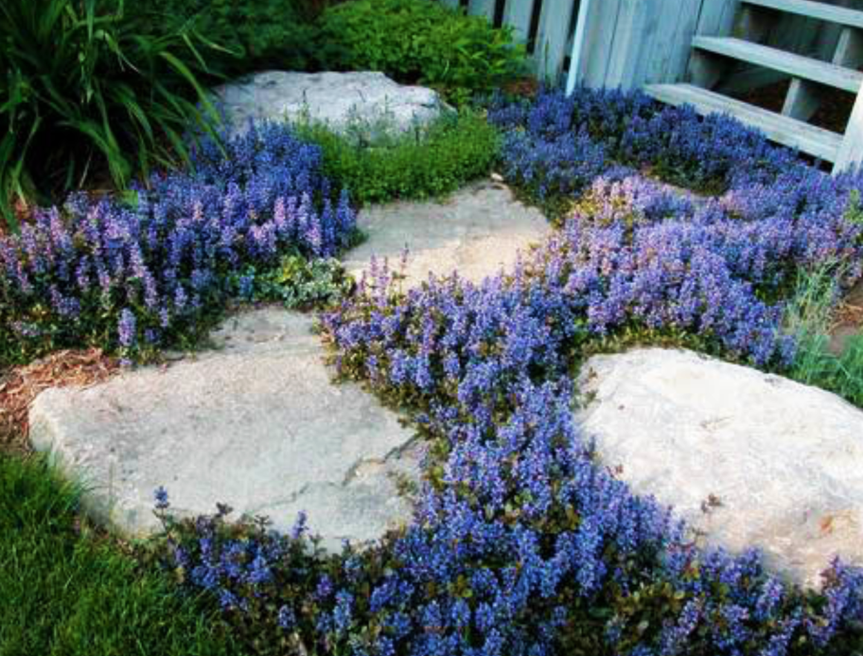 Живучка ползучая Альпийская