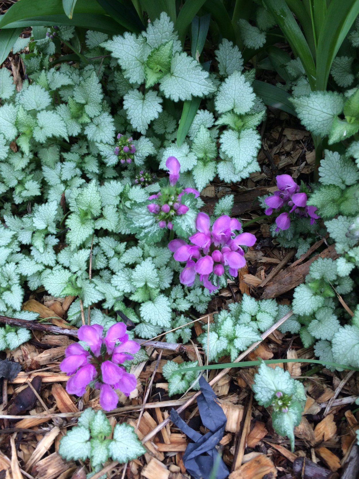 Почвопокровные многолетники Беккер