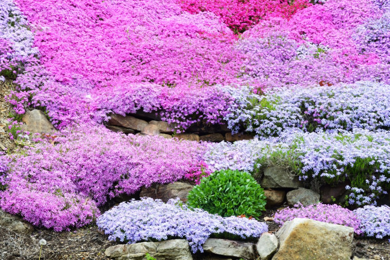 Флокс шиловидный микс