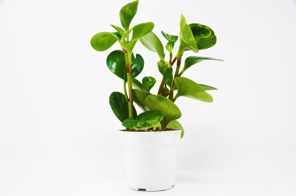 Клузия комнатный цветок в интерьере