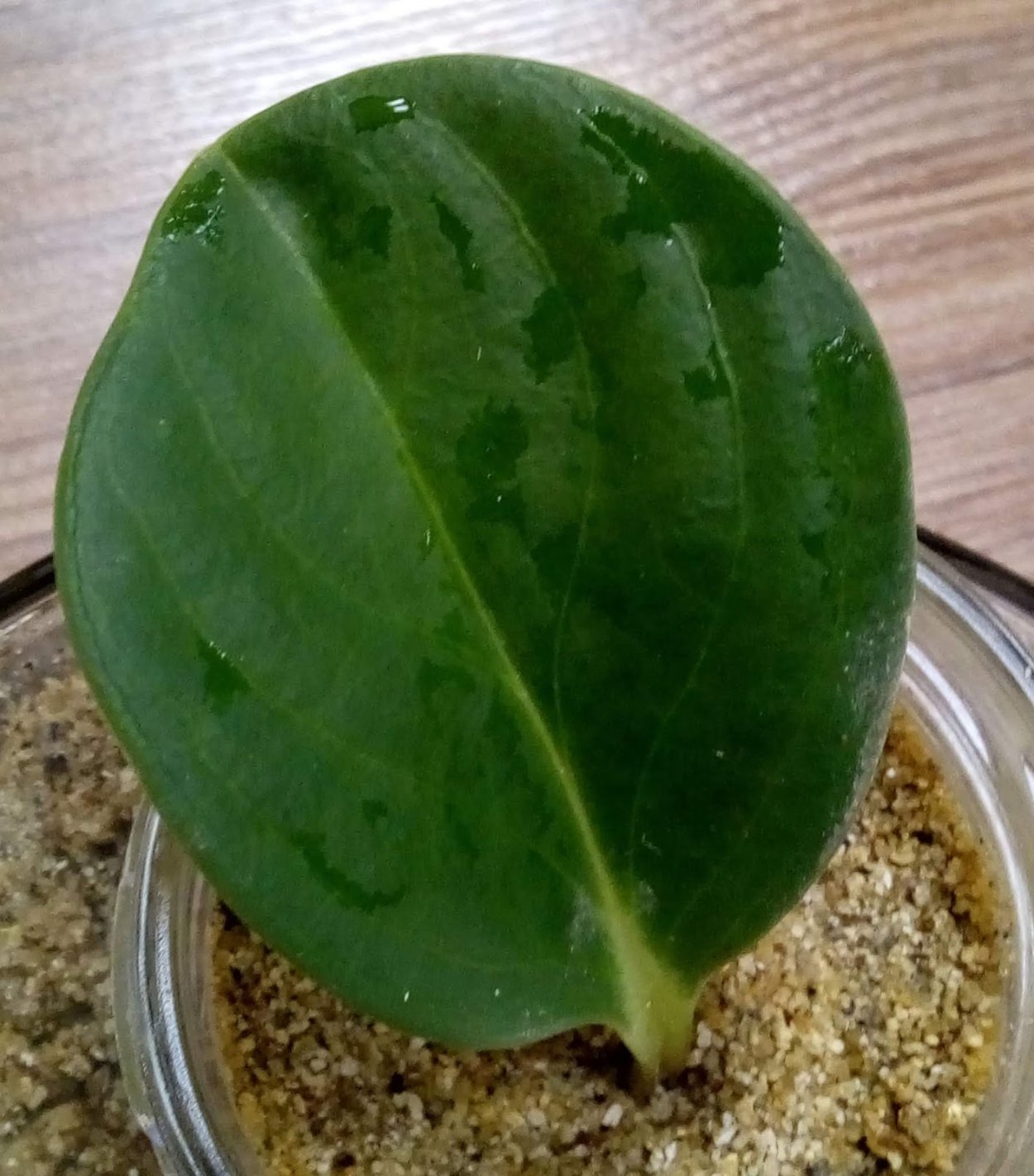 Пеперомия Россо размножение