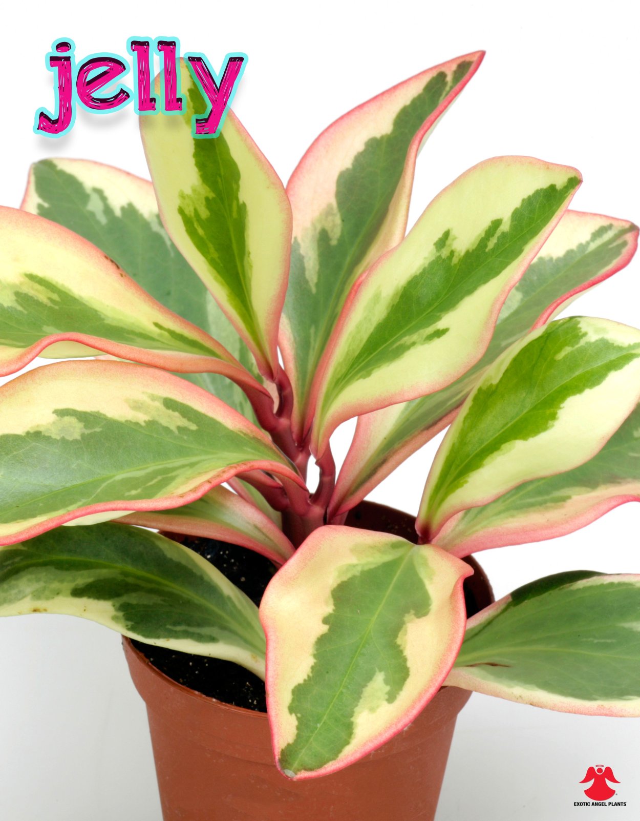 Пеперомия Джинни