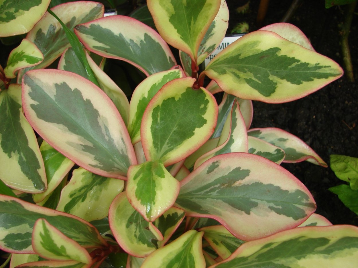 Пеперомия клузиелистная