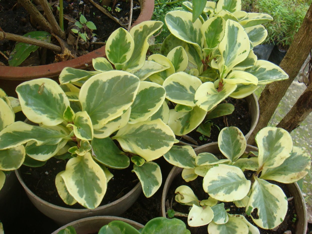 Пеперомия меридиана вариегатная