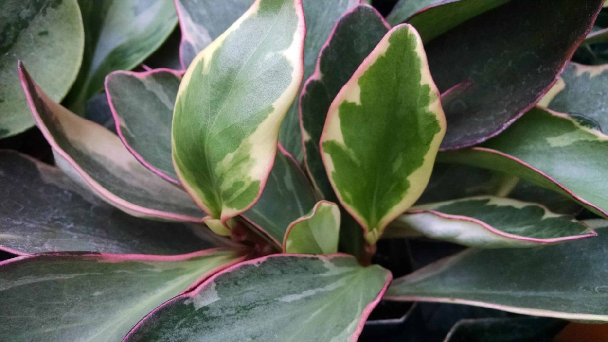 Пеперомия Клузифолия