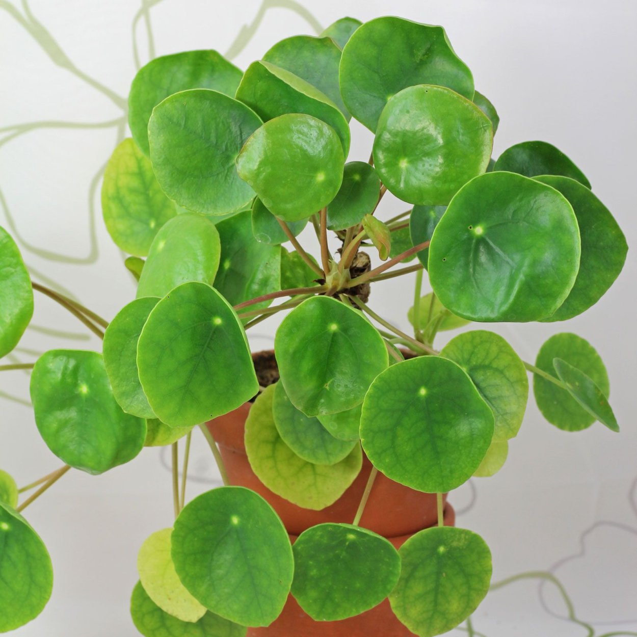 Пилея пеперомиевидная