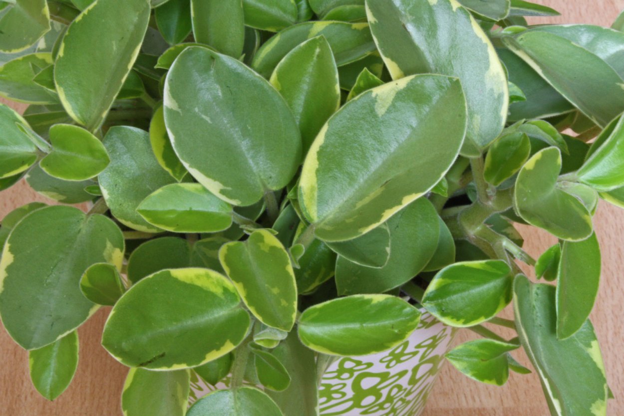 Пеперомия Пикси Вариегата