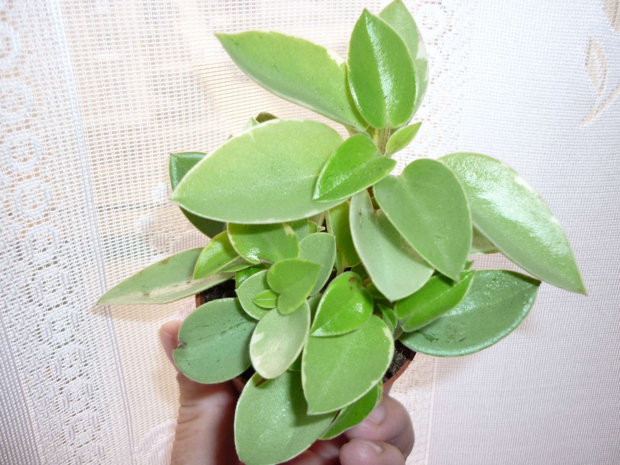 Фикус Пеперомия туполистная