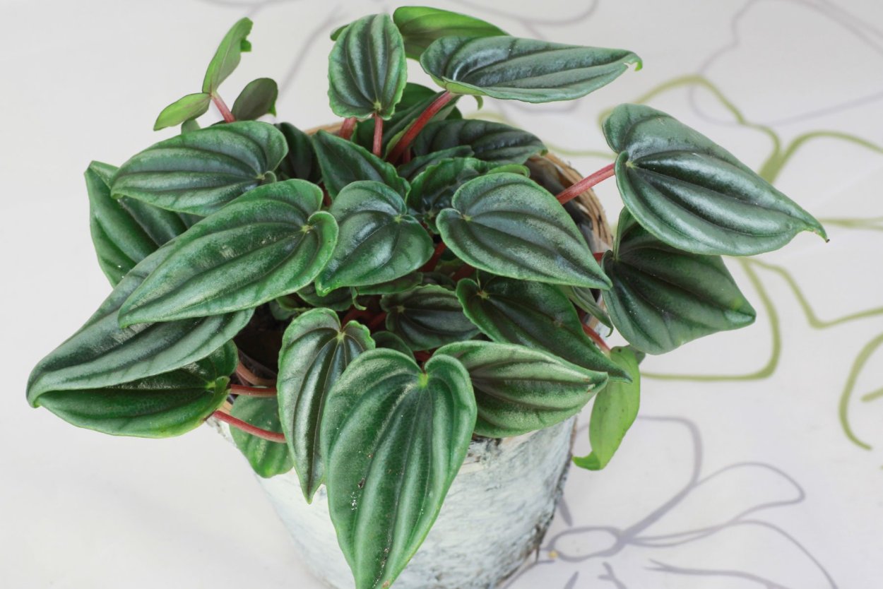 Пеперомия Генуя