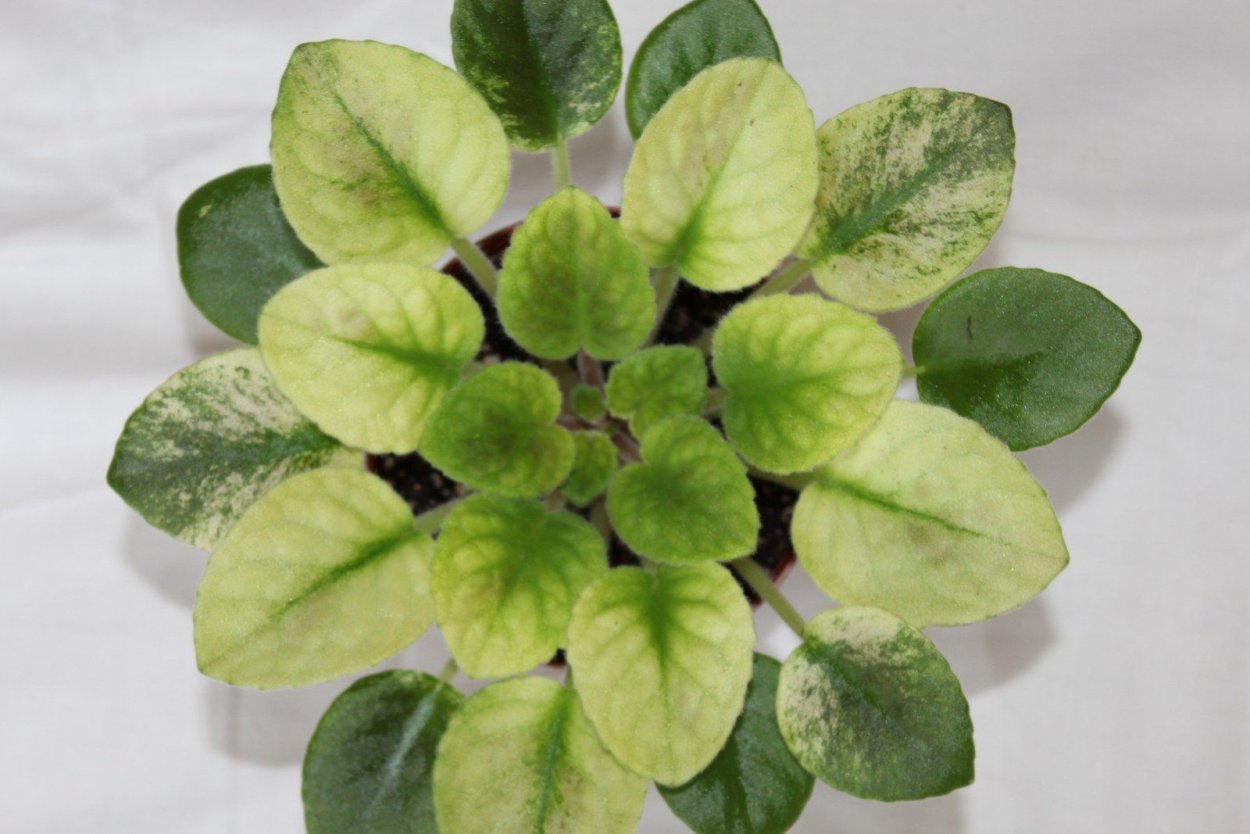 Delta Dawn Химера