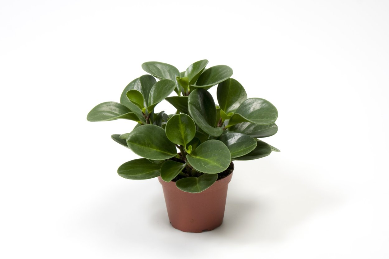 Пеперония магнолиственная