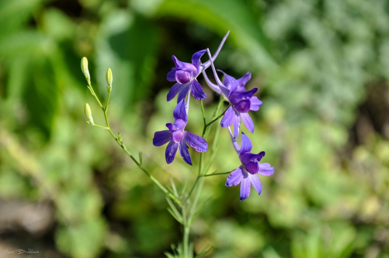 Дельфиниум живокость Полевая