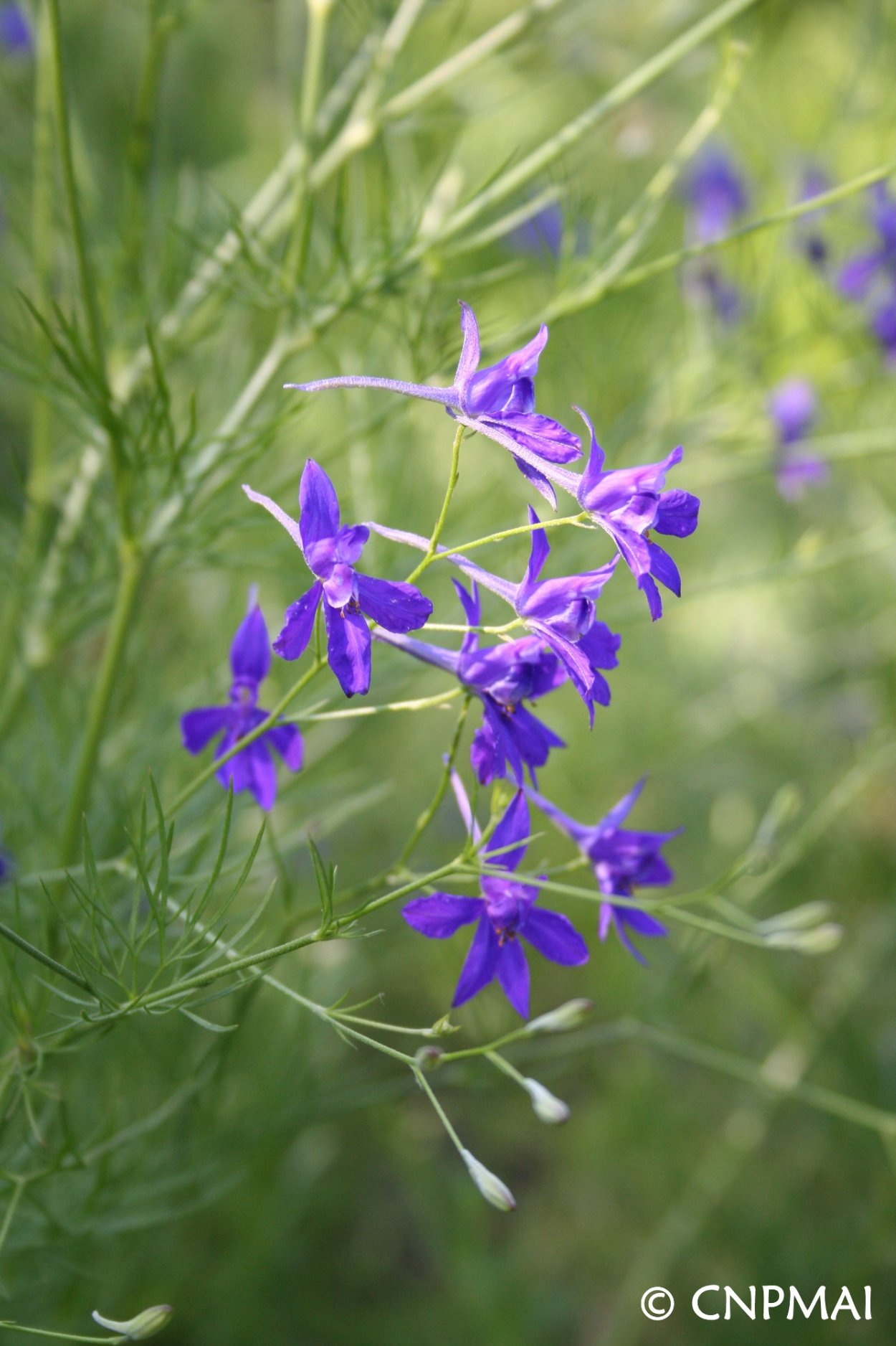 Живокость Сокирки