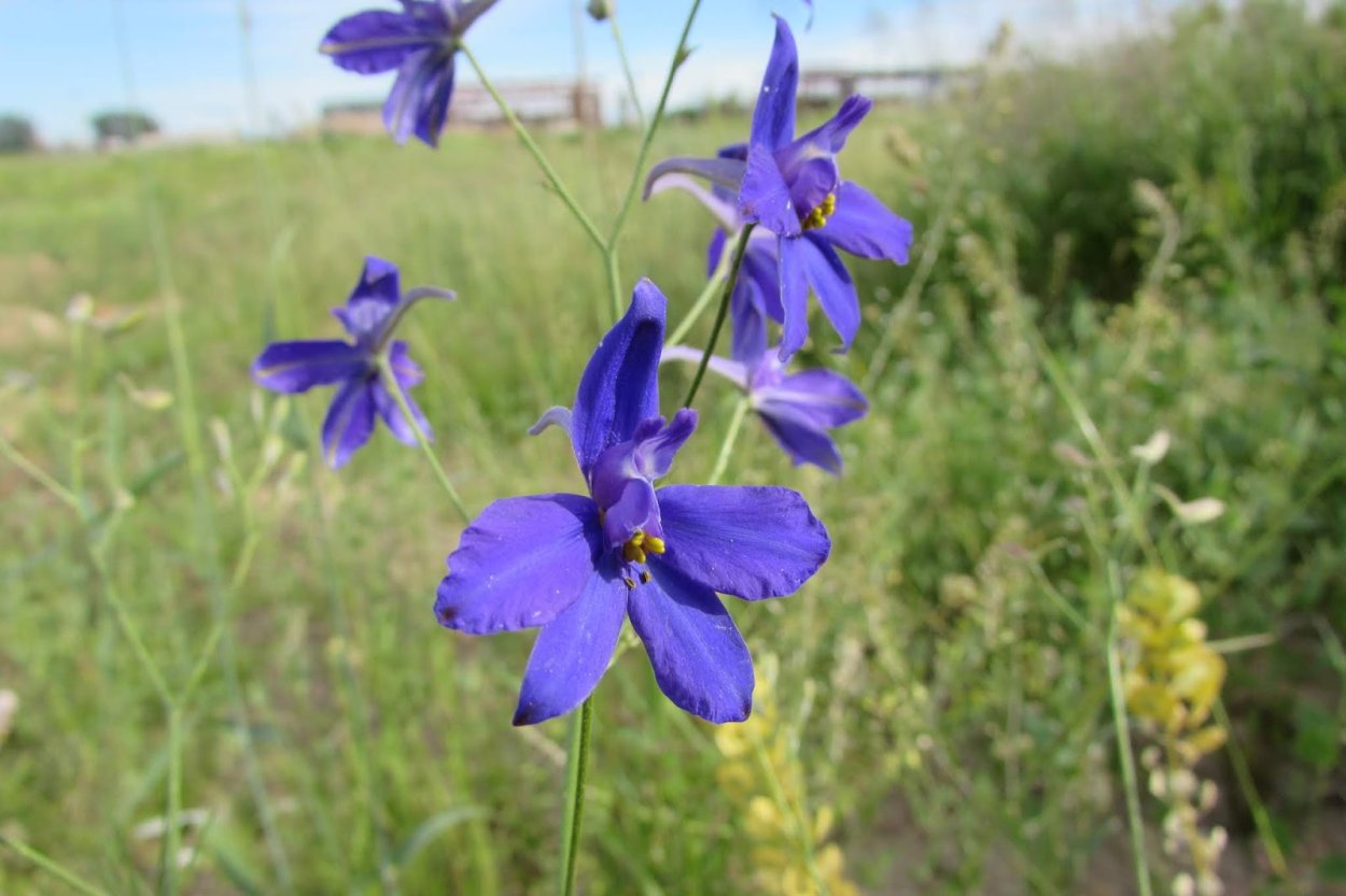 Живокость Сергея