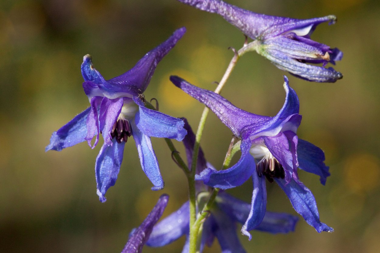 Дельфиниум живокость Полевая Ларкспур