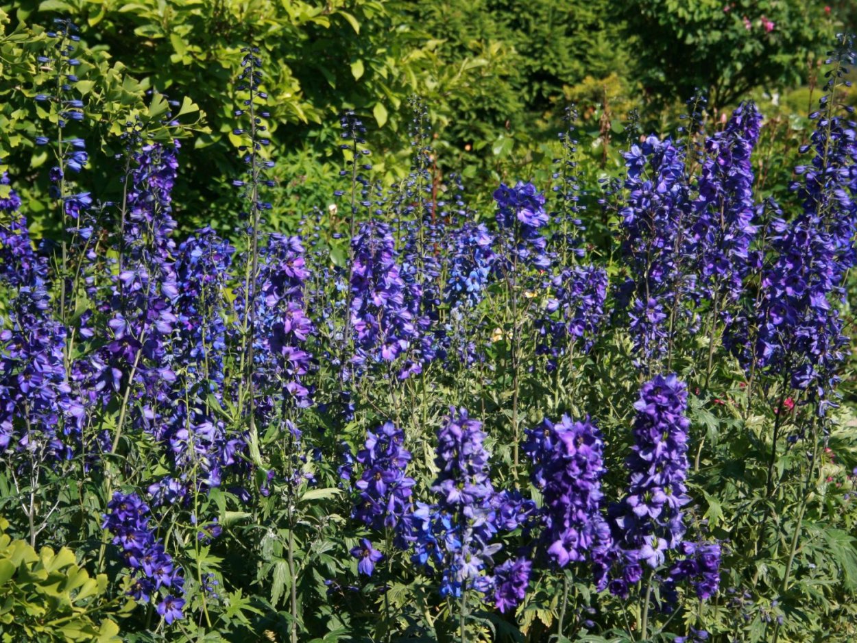 Дельфиниум живокость