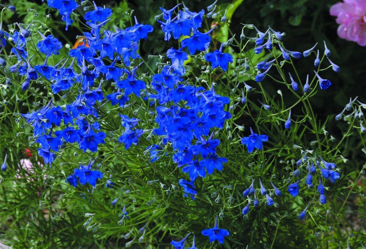 Живокость крупноцветковая (Delphinium grandiflorum)