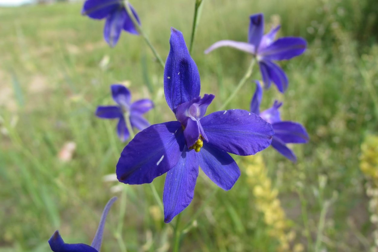 Живокость Полевая