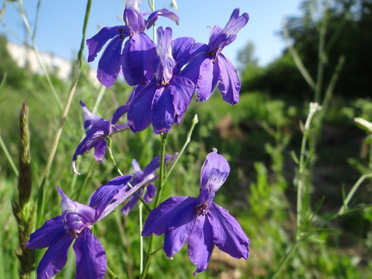 Дельфиниум живокость Полевая