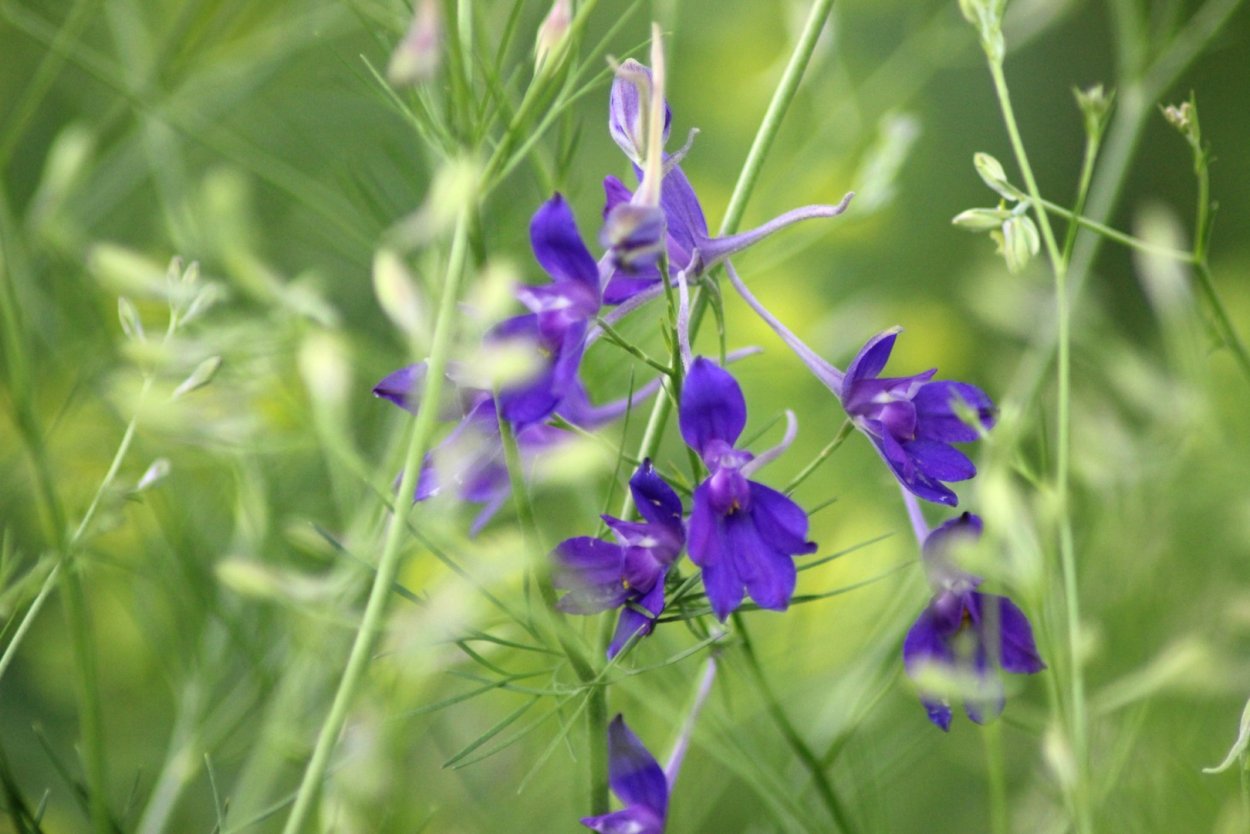 Живокость Полевая (шпорник)