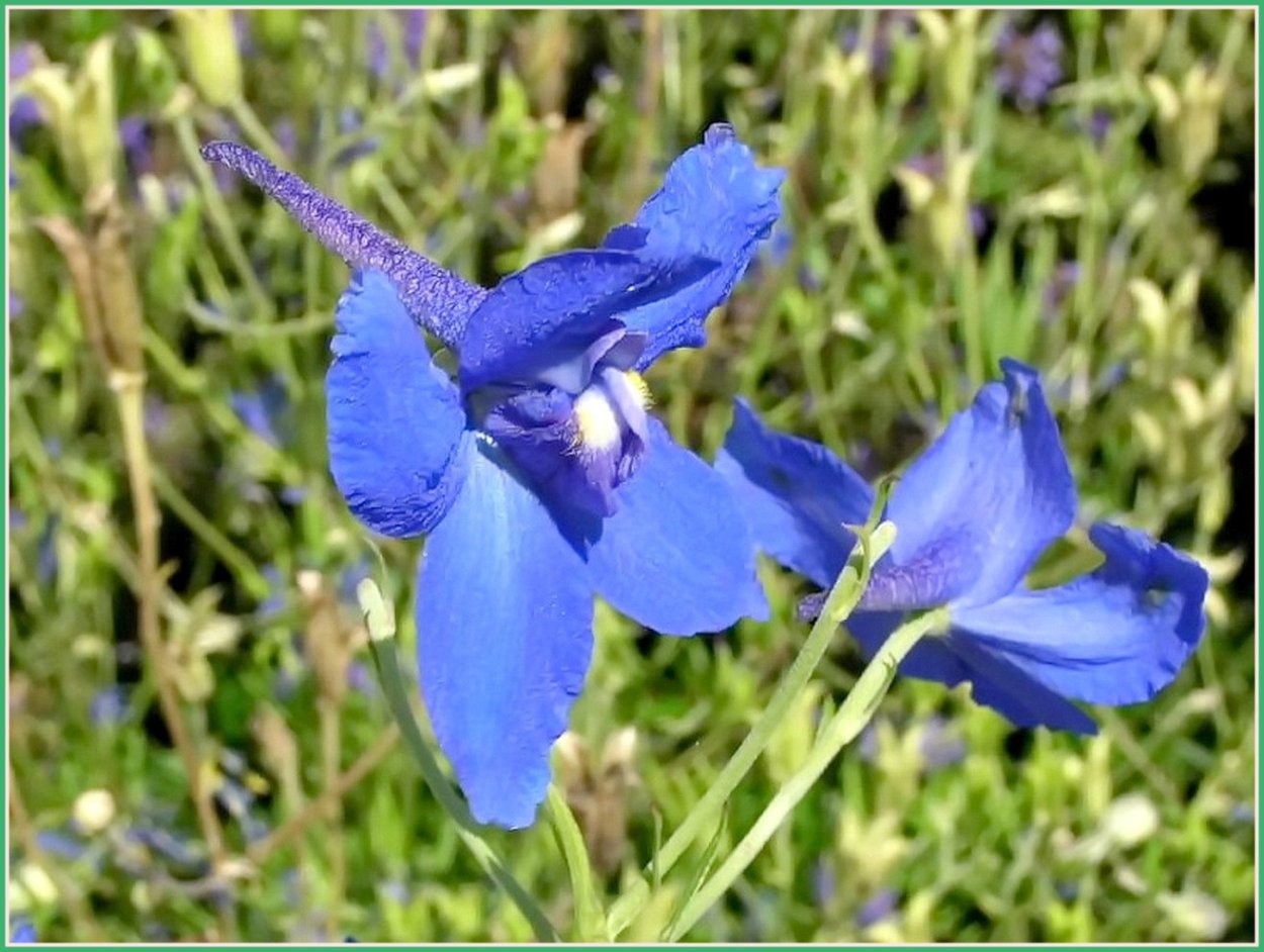 Сокирка обыкновенная