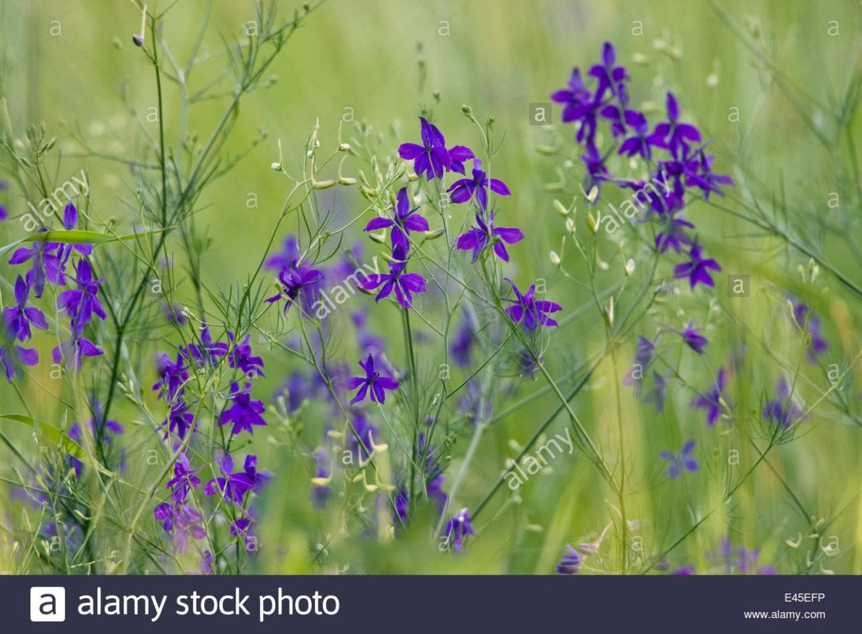Консолида живокость Полевая