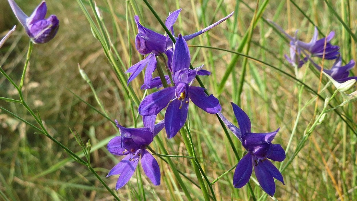 Живокость Полевая ботаника