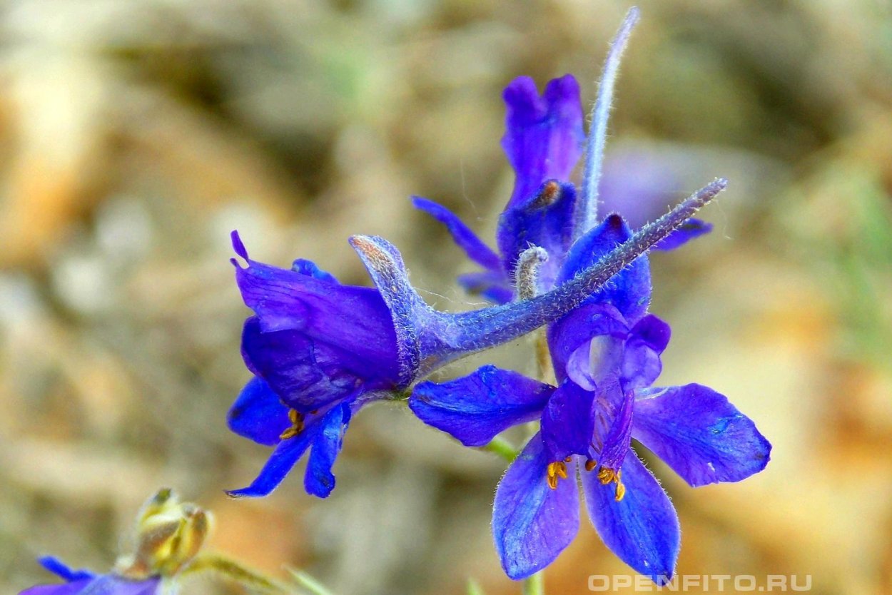Дельфиниум живокость Полевая
