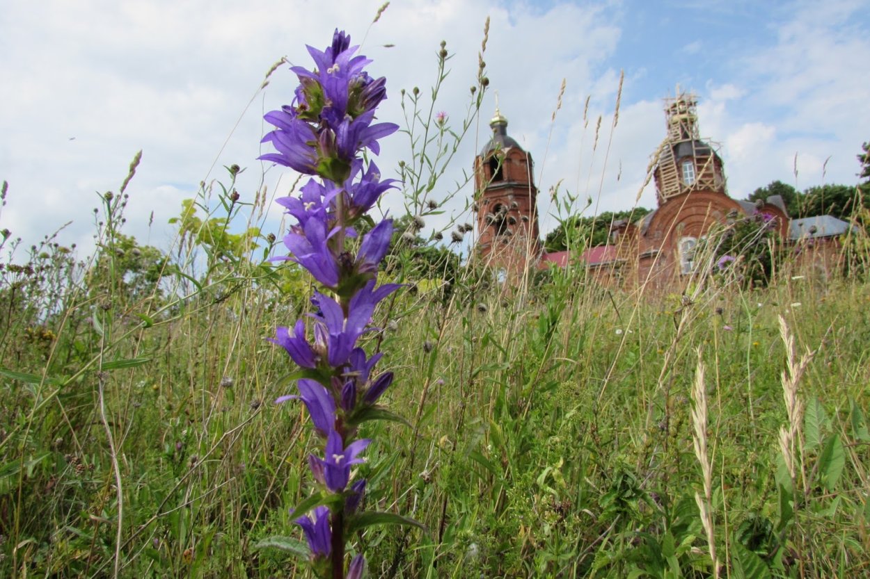 Колокольчик скученный в поле