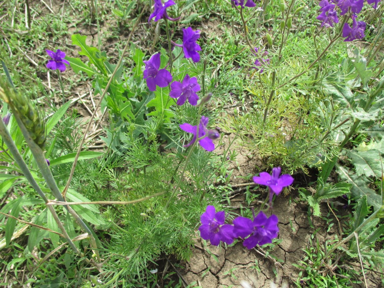 Живокость Полевая (шпорник)