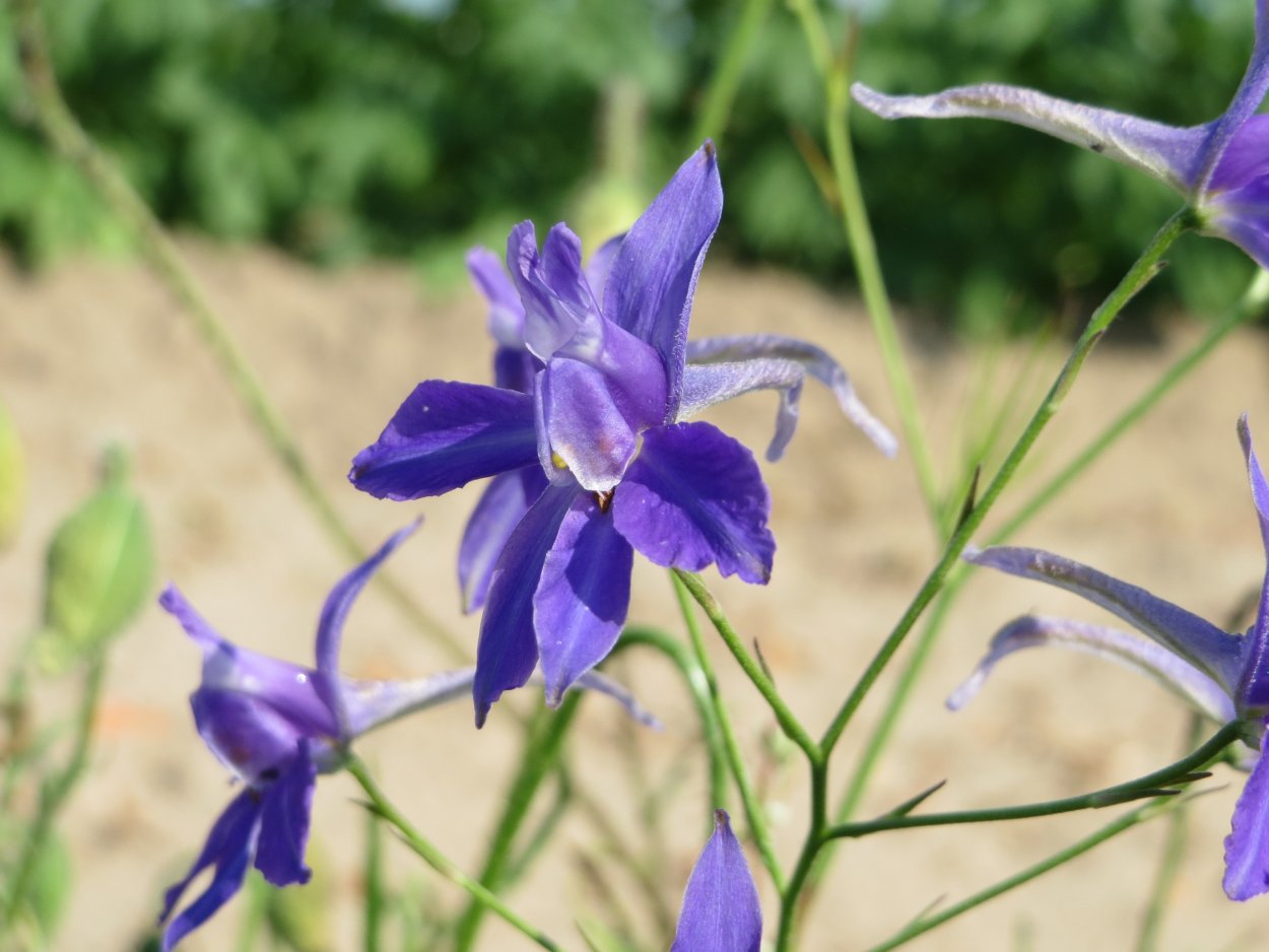 Пыльца consolida regalis