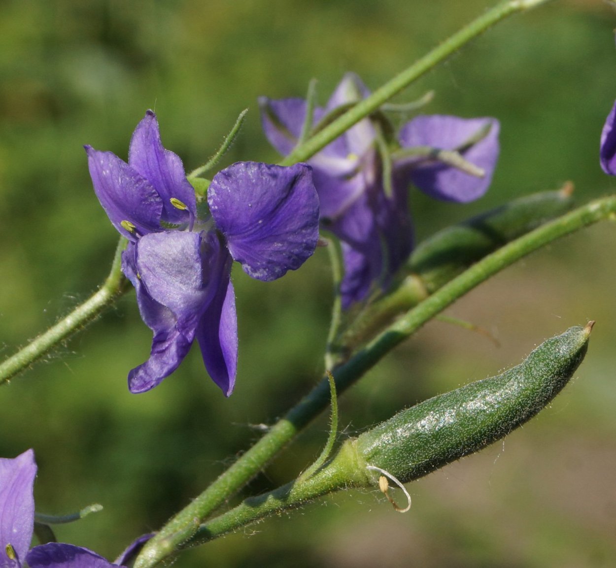Живокость Полевая семена