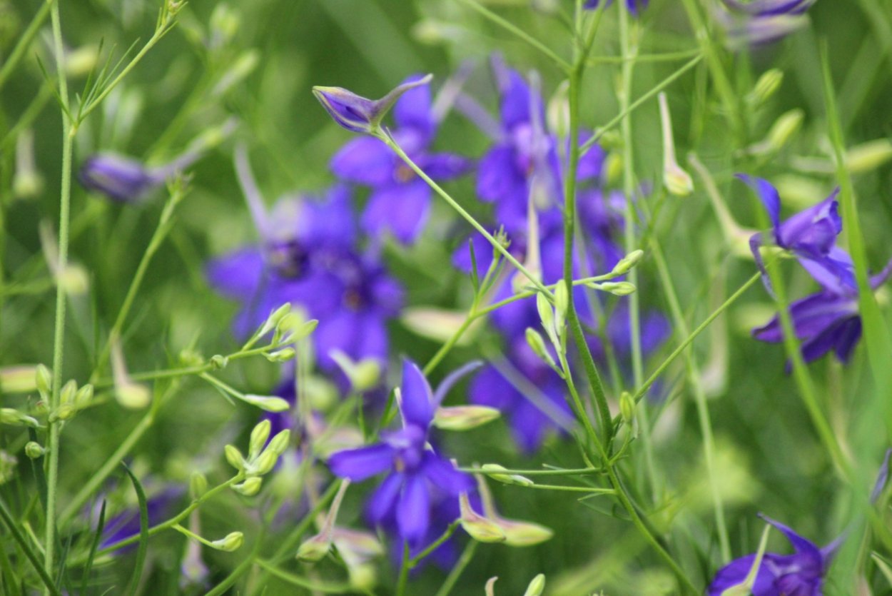 Шпорник, живокость, Сокирки