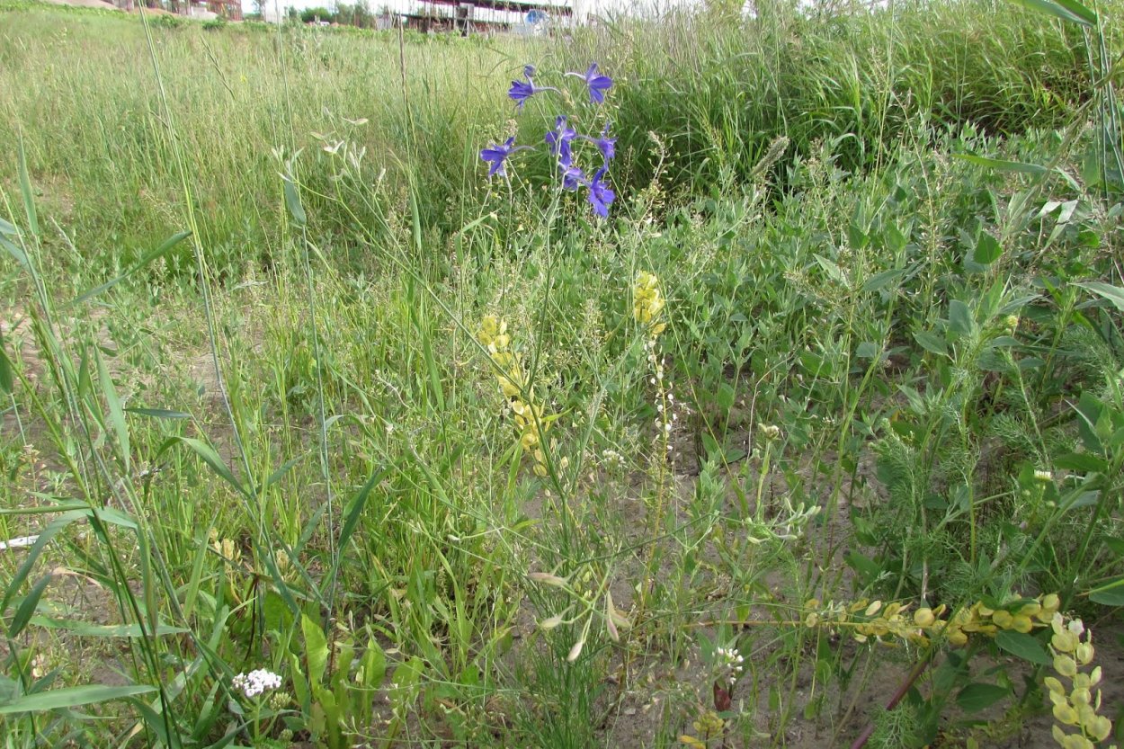 Живокость Полевая всходы