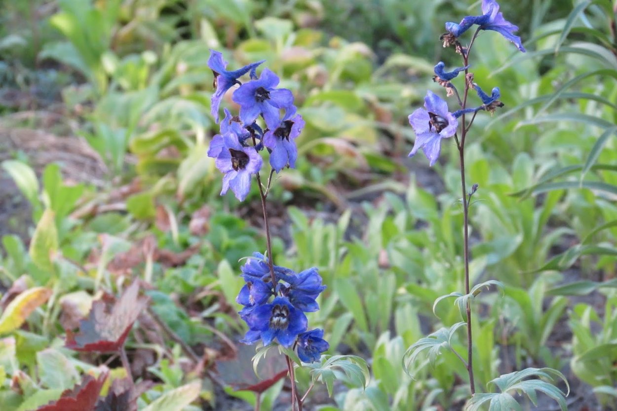 Полевые цветы окопник