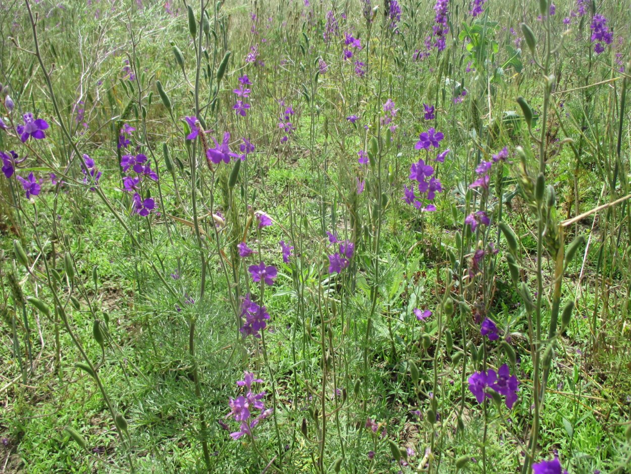 Дельфиниум сорняк